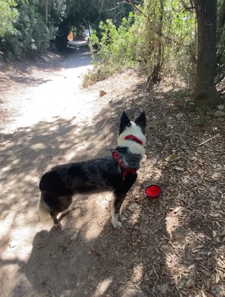 Dando un paseo con Tiny