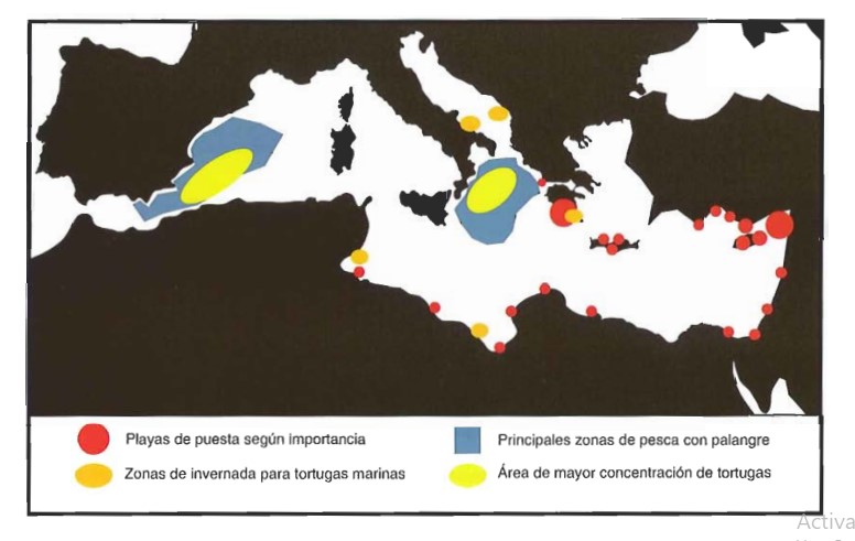 Gráfico de presencia de tortugas marinas en el mar mediterráneo.